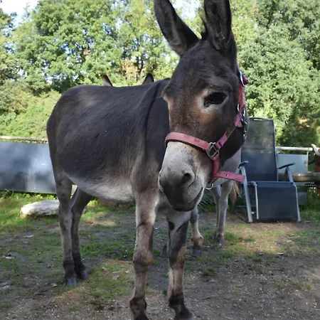 Eselstall Frieder Lohma
