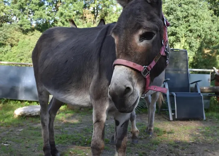 Eselstall Frieder Lohma
